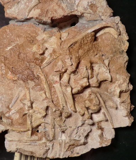 Opposite side of the fossil, showing several vertebrae, ribs, and the right foot.